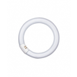 581082 OSRAM L22W/840C LUMILUX HELLWEISS LEUCHTSTOFFLAMPE IN RINGFORM 29MM EEI:A Produktbild