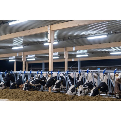 5240024 Pracht LED FR Rohrleuchte TUBIS BL 1,3m 1x20W 120° IP67/69K 2800lm PMMA Produktbild Additional View 1 L