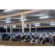 5240034 Pracht LED FR Rohrleuchte TUBIS BL 1,3m 1x36W 120° IP67/69K 5400lm PMMA Produktbild Additional View 1 S