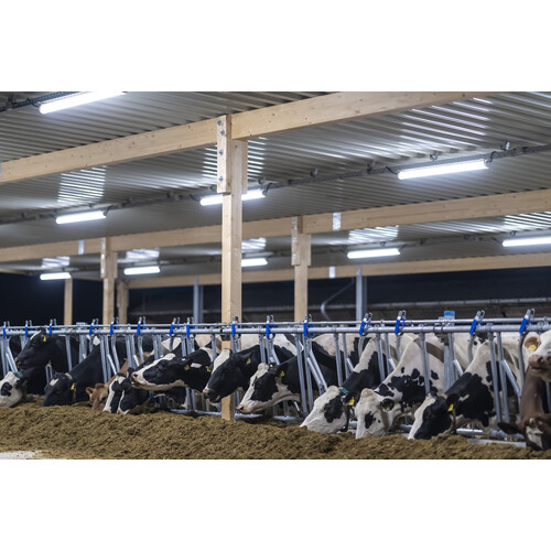 5240035 Pracht LED FR Rohrleuchte TUBIS BL 1,6m 1x42W 120° IP67/69K 6500lm PMMA Produktbild Additional View 1 L